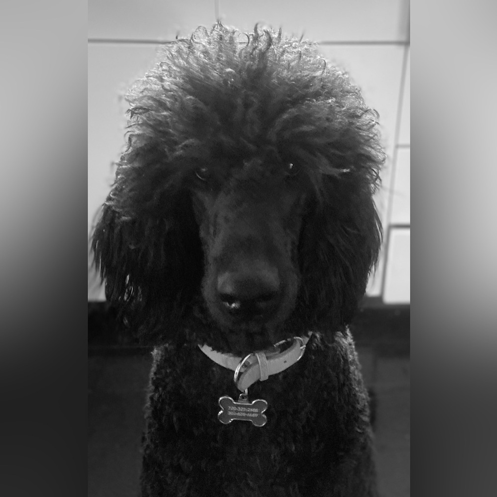 Meet your Posher, Mary